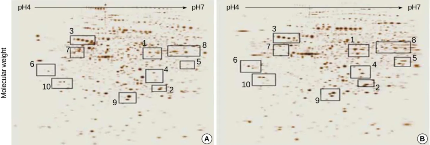 Fig. 1. Two-dimensional gel analysis of proteins from the conventional RCC tissue (A) and the corresponding normal kidney tissue (B).