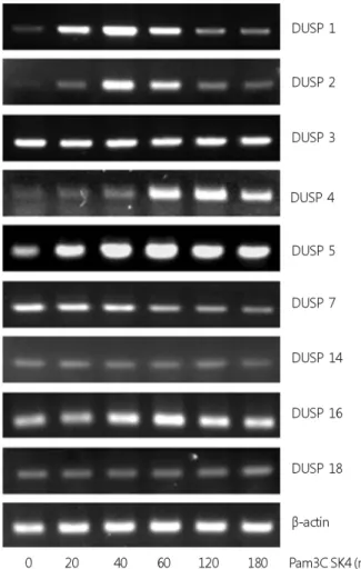 Fig. 1. Expression pattern of various DUSPs mRNA by Pam3CSK4.
