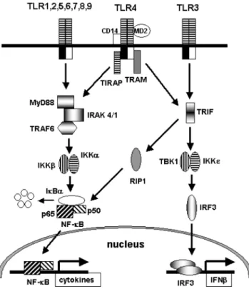 Fig. 2. Toll-like receptor signaling pathways. TLRs have two