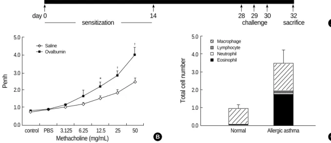 Fig. 1. Construction of the mouse model for allergic asthma. (A) Schematic representation of ovalbumin (OVA) sensitization and challenge protocol