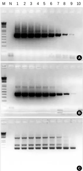 Fig. 1. Sequences of the primers used for detection of the BLV.