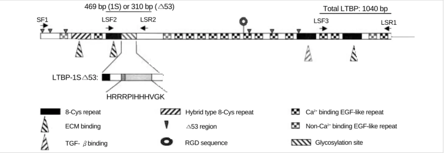Fig. 1. Structural features of LTBP-1S and LTBP-1S 53. Simple structural features of LTBP-1S, primer sets, the size of PCR products and the deleted region in LTBP-1S 53 are shown