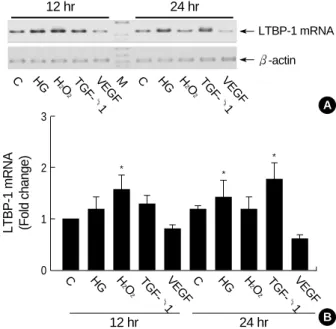Fig. 3. Expression patterns of LTBP-1 in HGEC cultured under dif- dif-ferent conditions