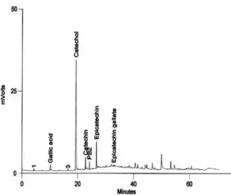 Fig. 2. HPLC chromatogram of catechin derivatives in grape seed extracts by MAE.