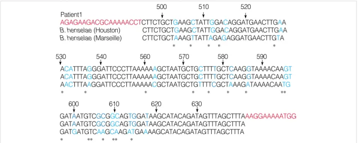 Fig. 2. Partial pap31 sequences of two main genogroups B. henselae and case (red color-primer, blue color-different sequence between genogroups).