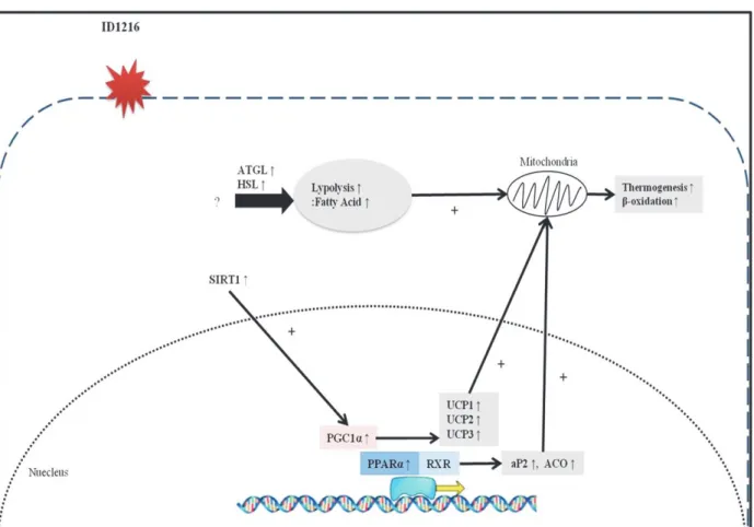 Fig. 4. Proposed molecular mechanism of ID1216 in tissues and cell. ID1216 activates expressions of SIRT1, PGC1 α and PPARα in adipose tissues, muscle tissue and adipocytes