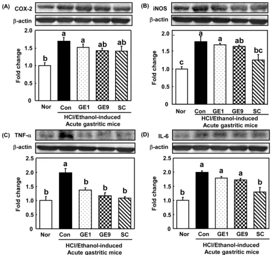 Fig. 4. Effect of steamed  Gastrodia elata on inflammatory factors of stomach tissues in HCl/ethanol induced acute gastritic mice