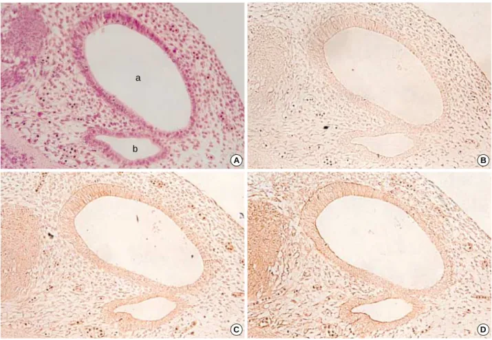 Fig. 1. Photomicrographs of hematoxylin-eosin stains (A) and immunohistochemical stains using antibodies against TGF 1 (B), 2  (C), and 3  (D) in the developing internal ear of the 13th-day rat embryo