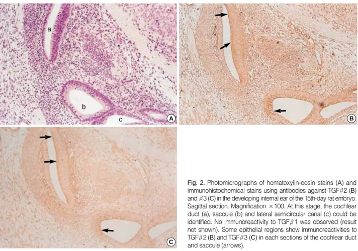 Fig. 2. Photomicrographs of hematoxylin-eosin stains (A) and immunohistochemical  stains using antibodies against TGF 2 (B) and 3  (C) in the developing internal ear of the 15th-day rat embryo.