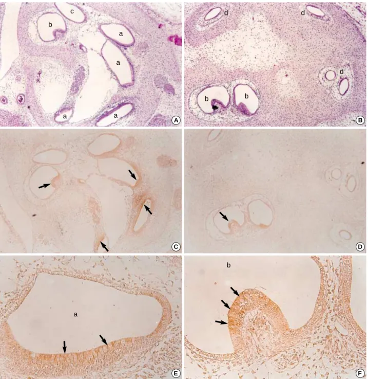 Fig. 5. Photomicrographs of hematoxylin eosin stains (A, B, ×100) and immunohistochemical stains using antibodies against TGF 2 (C, D, ×100; E, F, ×400) in the developing internal ear of the 19th-day rat embryo