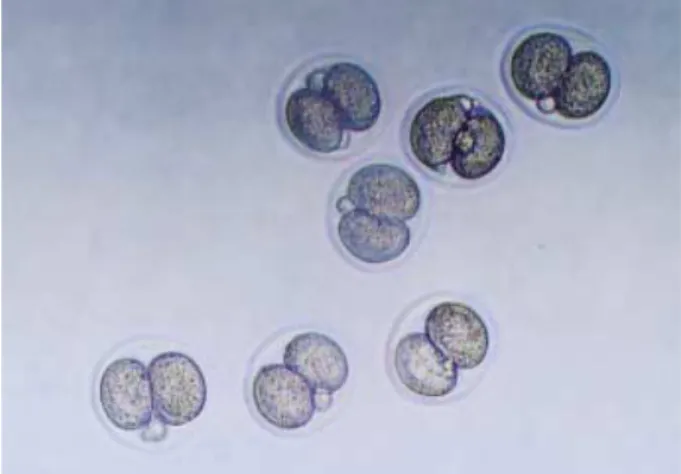 Fig. 1. Two-cell stage mouse embryos were collected at 48 hr after hCG injection from oviducts of mated ICR mice (×200).