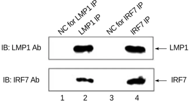 Fig. 4. Interaction of LMP1 and IRF7 in transfected DG75. DG75 cells were transfected with pcDNA3 (lane 1), FLAG-pcLMP1 (lane 2), pcIRF7 (lane 3) or FLAG-pcLMP1 plus pcIRF7 (lane 4)