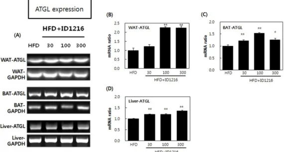 Fig. 9. Effect of ID1216 administration on ATGL expression in the tissue of HFD-fed mice