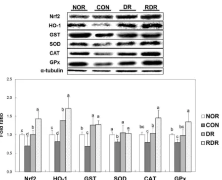 Fig. 2. Protein expression of NF- κB, iNOS, and COX-2 of C57BL/6 mice fed high-fat diet for 12 weeks