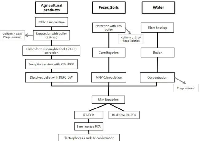 Fig 1. Schematic diagram of norovirus analysis. Flow sheet summarizing the procedure of one-step RT-PCR and semi-nested PCR and real-time RT-PCR for norovirus analysis of the agricultural products, feces, soils and waters.