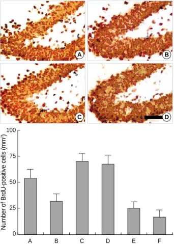 Fig. 1. The effect of radiation on the number of 5-bromo-2’-deoxy- 5-bromo-2’-deoxy-uridine (BrdU)-positive cells in the dentate gyrus of normal rats.