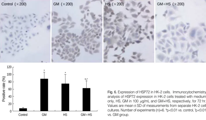 Fig. 6. Expression of HSP72 in HK-2 cells.  Immunocytochemistry analysis of HSP72 expression in HK-2 cells treated with medium only, HS, GM in 100  g/mL and GM+HS, respectively, for 72 hr.