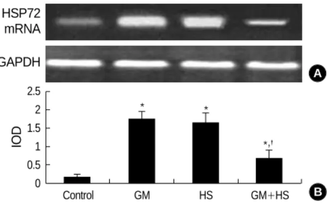 Fig. 7. Expression of HSP72 in HK-2 cells. (A) Western-blot anal- anal-ysis of HSP72 and GAPDH expression in HK-2 cells treated with medium only, HS, GM in 100  g/mL and GM+HS, respectively, for 72 hr
