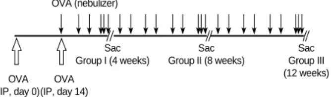Fig. 1. Schematic representation of systemic sensitization and provocation protocol in each group of mouse asthma model.