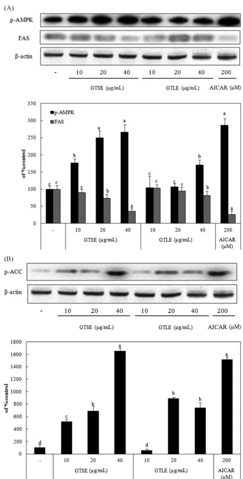 Fig. 5. Effects of extracts from green tea leaves and green tea seed on FAS, phosphorylation of AMPK (A) and phosphorylation of ACC (B) protein expressions in 3T3-L1