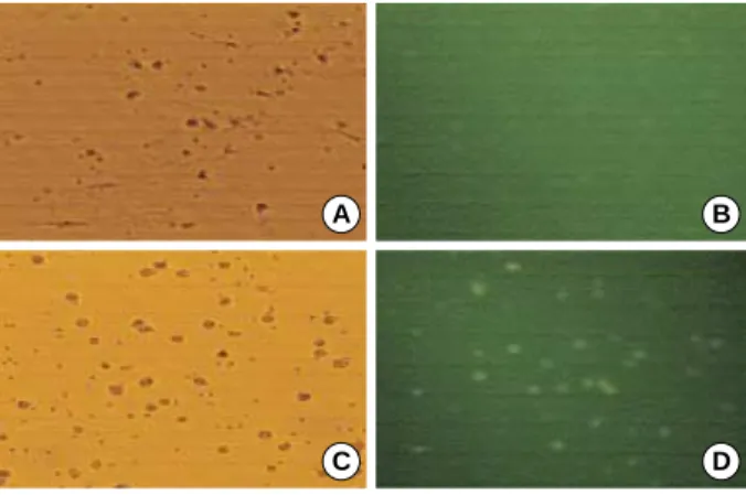 Fig. 4. SCF transfection studies. Microscopic images of phase con- con-trast (A) and fluorescence microscopes (B) before transfection.
