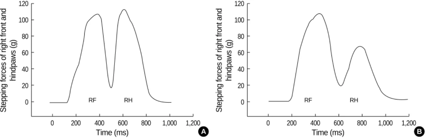 Fig. 1. Changes in stepping forces of right paws in a rat. (A) shows the normal pattern of stepping forces of right frontpaw (RF) and hind- hind-paw (RH) during walking before ankle sprain