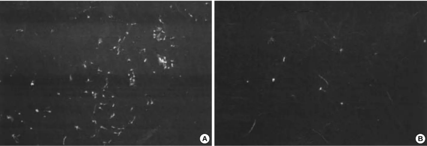 Fig. 5. The scanning electron microscope of adherent cells (×200 fold). (A) In the control group, spindle shape, patch-like cells, together with a few small round cells, were firmly attached to lens surface