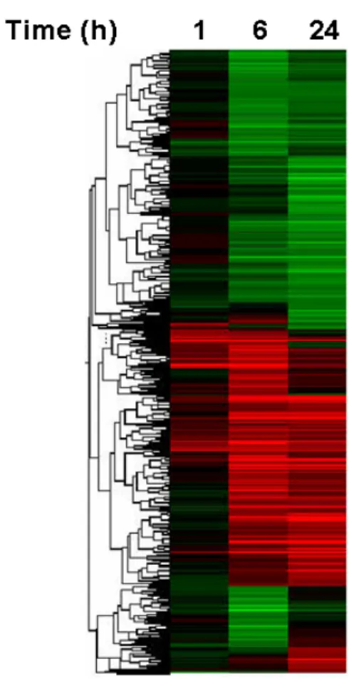 Fig. 3. Hierarchical  clustering  of  IL-1b-  responsive  genes  in  SW1353  cells. 