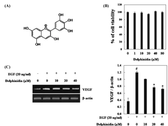 Fig. 1. Inhibitory effects of delphinidin on EGF-induced VEGF expression in PC3M. (A) Chemical structre of delphinidin