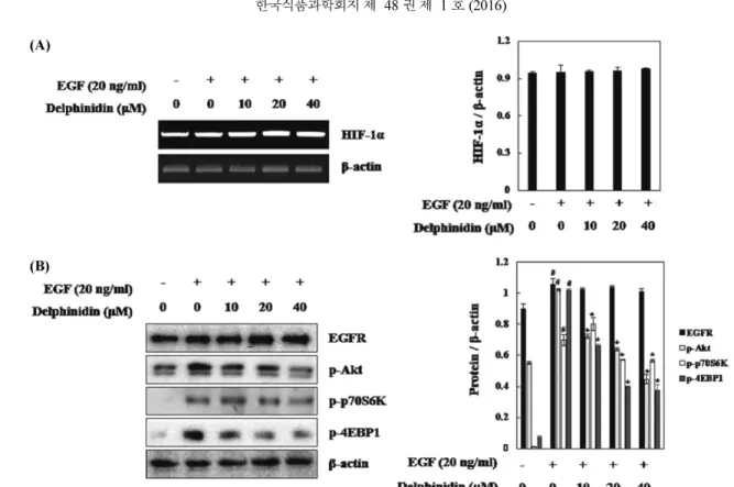 Fig. 4. Inhibitory effects of delphinidin on EGF-induced signaling leading to the expression of HIF-1 α in PC3M cells