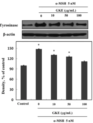 Fig. 6. Effect of  Geranium krameri extract (GKE) on tyrosinase expression.  Cells were treated with 5 nM  α-MSH in presence or absence of GKE at the indicated concentrations for 2 days