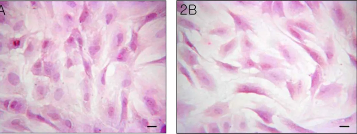 Fig. 2. Hematoxylin-eosin  staining  of  endothelial  cell  (2A)  and  smooth  muscle  cell  (2B)  cultivating  in  falcon  flask