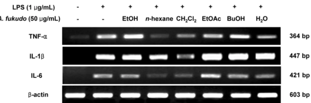 Fig. 1. Inhibitory effects of 80% ethanol extract and solvent fractions of  A. fukudo  on the mRNA expression of tumor necrosis factor- β ,