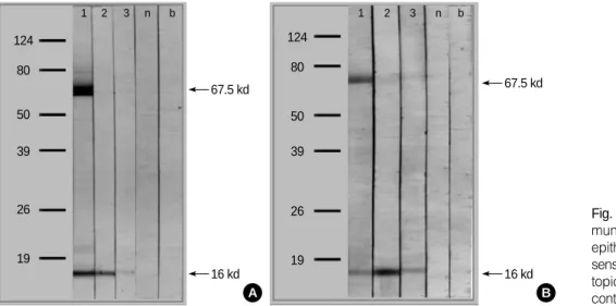 Fig. 4. IgE (A) and IgG 4 (B) im- im-munoblot analysis for rabbit epithelium in sera from three sensitized patients (1-3),  nona-topic controls (n), and buffer controls (b).67.5 kd124123nb805039261916 kdA67.5 kd124123nb805039261916 kdB