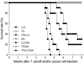 Fig. 2. Histopathologic findings for the muscles and lungs of C57- C57-BL/6 mice injected with T