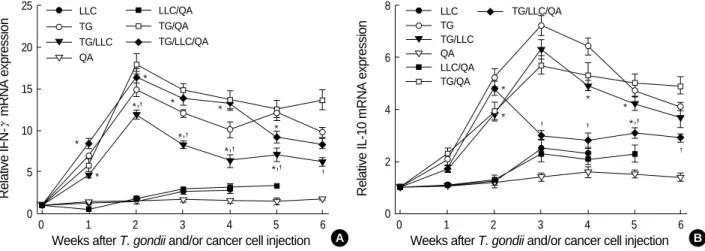 Fig. 5. Relative IFN- (A) and IL-10 (B) mRNA expression in splenocytes from C57BL/6 mice injected with T