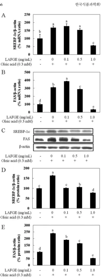 Fig. 4A 는  지방산의  합성에  있어 FAS, ACC 등의  지방  합성 효소의 발현을 조절하는 전사인자인 SREBP-1c mRNA 발현에 미 치는 LAFGE의  영향을  검토한  결과로, oleic acid 처리시  대조군 대비 167%로  크게  증가하였고, LAFGE 처리시  1 mg/mL 농도에 서 57%로 SREBP-1c mRNA 발현량이  유의적으로  현저히  감소 되었다