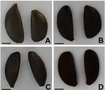 Table 1. Classification results of Korean and Chinese persimmons by PLSR prediction