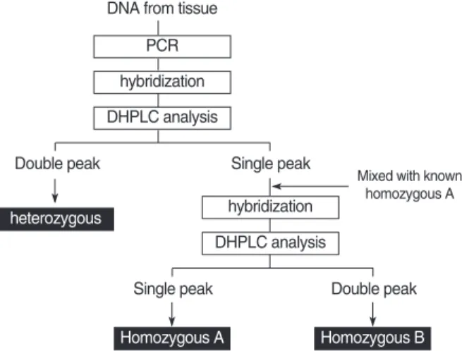 Fig. 1. Algorithm for genotyping of VEGF gene polymorphisms using a polymerase chain reaction/denaturing high-performance liquid chromatography (PCR/DHPLC) assay.