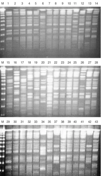 Fig. 2. PFGE patterns of outbreak isolates from Kangbuk Samsung Hospital. M, size marker; 1, KS409-1; 2, KS409-2; 3, KS411-3; 4, KS411-4; 5, KS411-5; 6, KS411-6; 7, KS411-7; 8, KS411-8; 9, KS411-9; 10, KS411-10; 11, KS411-11; 12, KS411-12; 13,  KS421-1; 14