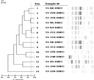 Table 6. Detection of pathogenic  E. coli samples of bibimbap according to primer 