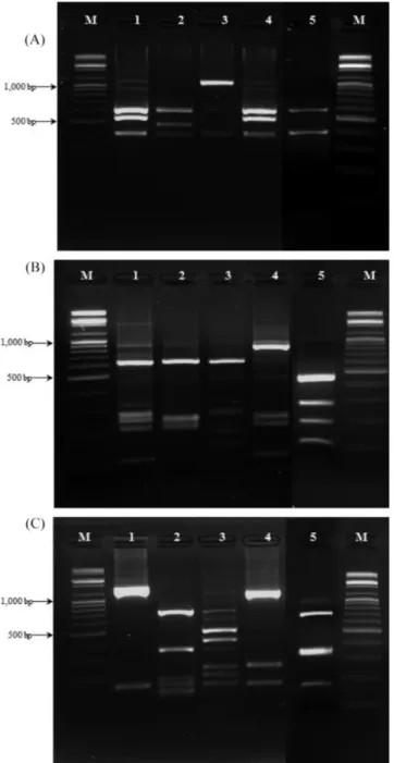 Table 1. Frequency of LAB isolate from different makgeolli samples in 5 PCR-RFLP patterns Makgeolli Samples PCR-RFLP Pattern 1 2 3 4 5 A 17 3 40 B 44 40 C 27 21 D 52 37 E 87 3 F 30 4 G 43 H 6 88 I 44 33 1 J 13 38 4 K 8 33 4 L 72 8 4 M 1 9 48 N 8 33 1 1 15 