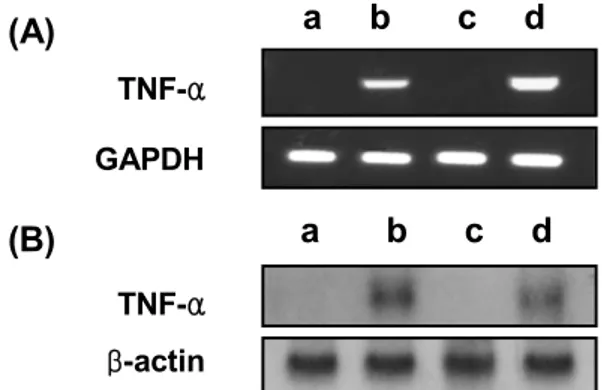 Fig. 4. Effect  of  leptin  on  TNF-α  mRNA  expression  in  THP-1  cells.  THP-1  cells  were  (a)  untreated  or  treated  with  (b)  LPS  (100  ng/㎖),  (c)  leptin  (250  ng/㎖),  or  (d)  leptin  and  LPS  simultaneously  for  4  hrs