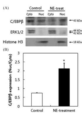 Fig. 4. Effect of Sarcodon aspratus water extract (NE) treatment on C/EBP β expression in 3T3-L1 adipocytes