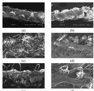 Figure 8. Scanning electron microscope of warp section  of fabric specimens. 4.  결론 중공섬유 복합 DTY와 ATY  복합사 직물의 수분 및  열이동에 관계되는 쾌적특성에 중공 복합사 및 직물 의 구조 특성이 어떠한 영향을 미치는 가에 대한 연 구를 수행한 결과 다음과 같은 결론을 얻었다