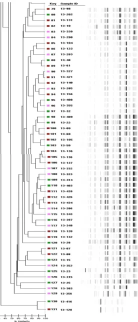 Fig. 1. The DiversiLab TM  systems results (Dendrogram and vitual gel image) for  B. cereus strains isolated from diverse food samples.