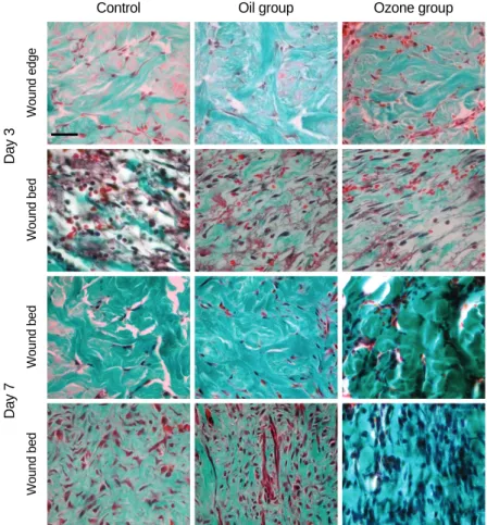 Table 2. Comparison of staining intensity of collagen fibers and the number of fibroblasts by the Masson-trichrome staining on days 3 and 7
