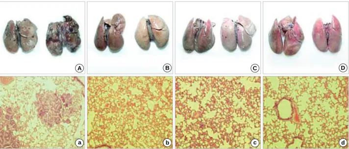 Fig. 7. Gross pathological and microscopic findings (H&amp;E, ×100) of the lungs at 12 weeks after injection of KIGB-5 cells