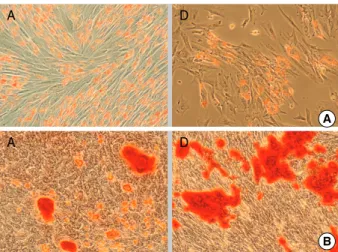 Fig. 2. Immunophenotypic results of passage 3 MSCs by FACS analysis. (A) MSC from amnion (B) MSC from decidua