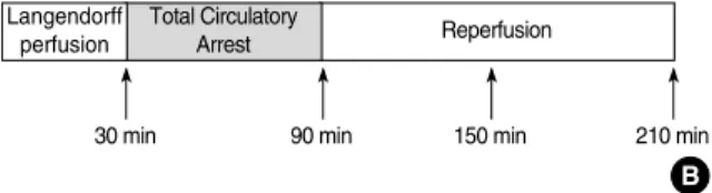 Fig. 1. (A) Experimental designs: there are three cardiomy- cardiomy-opathy rat groups needed and each group was divided into three sub-groups